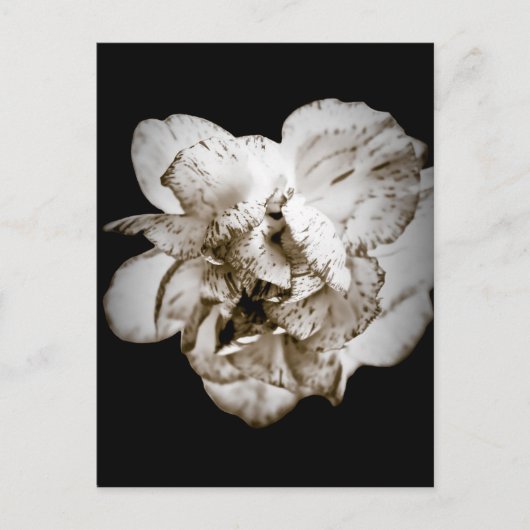 Carte Postale Carnation (Devant)