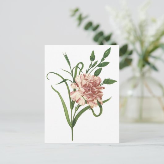 Carte Postale Carnation (Debout devant)