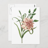 Carte Postale Carnation (Devant / Derrière)