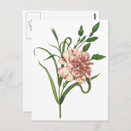 Carte Postale Carnation (Devant / Derrière)