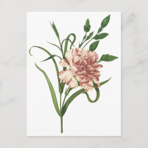 Carte Postale Carnation