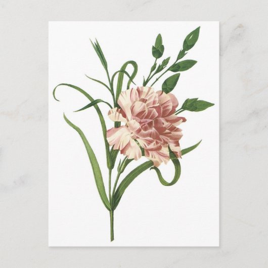 Carte Postale Carnation (Devant)