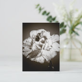 Carte Postale Carnation (Debout devant)