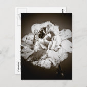 Carte Postale Carnation (Devant / Derrière)