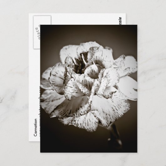 Carte Postale Carnation (Devant / Derrière)