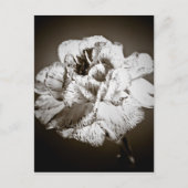 Carte Postale Carnation (Devant)