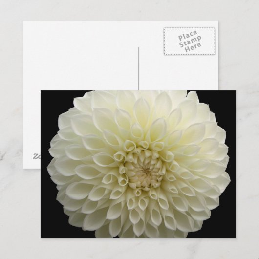 Carte postale Carnation blanche (Devant / Derrière)