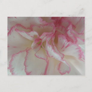 Carte postale Carnation blanche et rose