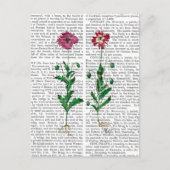 Carte Postale Carnation italienne 3 (Devant)