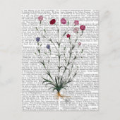 Carte Postale Carnation italienne 5 (Devant)