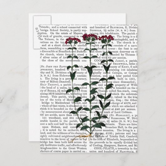 Carte Postale Carnation italienne 6 (Devant / Derrière)