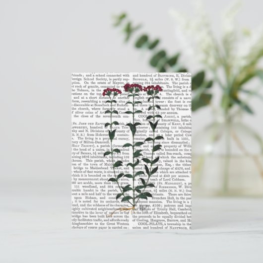 Carte Postale Carnation italienne 6 (Debout devant)