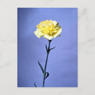 Carte Postale Carnation jaune