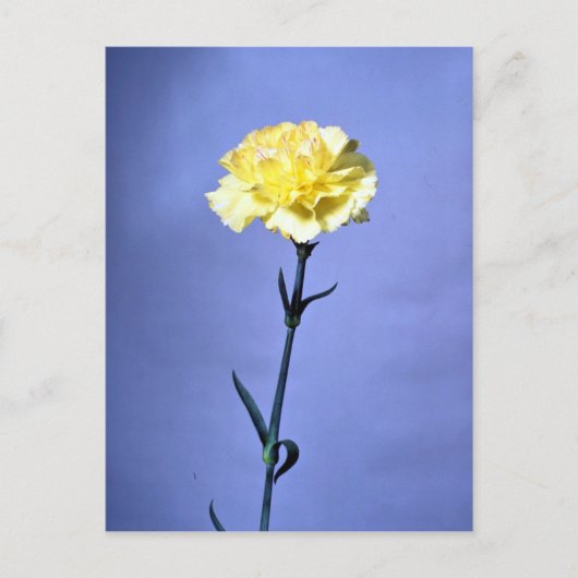 Carte Postale Carnation jaune (Devant)