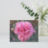 Carte Postale Carnation rose (Debout devant)