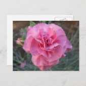 Carte Postale Carnation rose (Devant / Derrière)