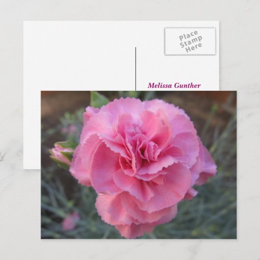 Carte Postale Carnation rose (Devant / Derrière)