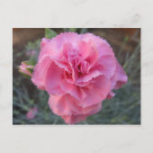 Carte Postale Carnation rose (Devant)