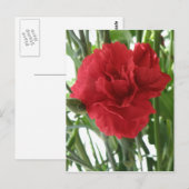 Carte postale Carnation rouge (Devant / Derrière)