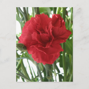 Carte postale Carnation rouge