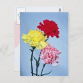 Carte Postale Carnation rouge étude sur les fleurs blanches (Devant / Derrière)