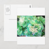 Carte Postale Carnation verte (Devant / Derrière)