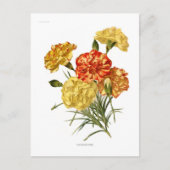 Carte Postale Carnations (Devant)