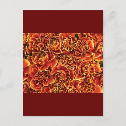 Carte Postale Carnations (Devant)