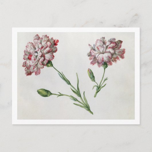 Carte Postale Carnations (Devant)
