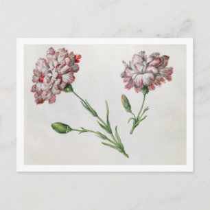Carte Postale Carnations