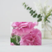 Carte Postale Carnations roses 1 (Debout devant)