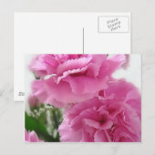 Carte Postale Carnations roses 1 (Devant / Derrière)