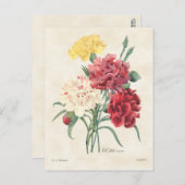 Carte Postale Carnations Vintage Botanical (Devant / Derrière)