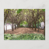 Carte Postale Carnegie Museum (Devant)