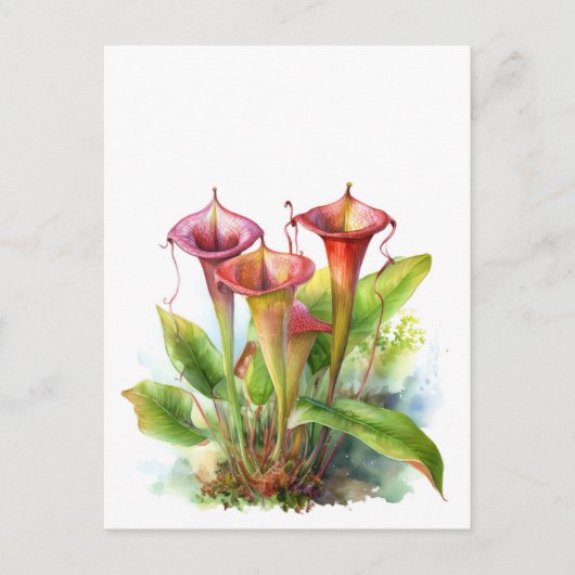 Carte Postale Carnivore Pitcher Plante Botanique Aquarelle Art (Devant)