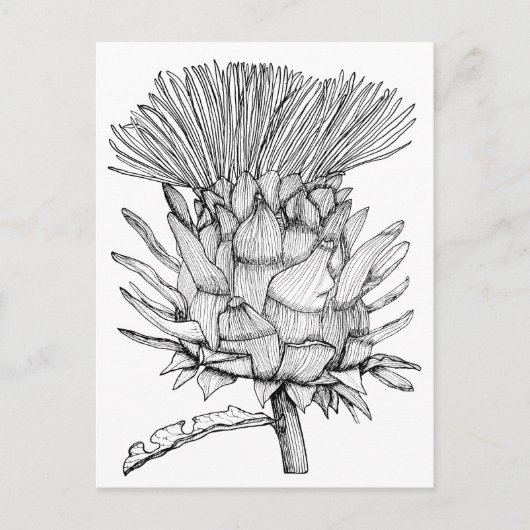 Carte Postale Caro le cardoon (Devant)