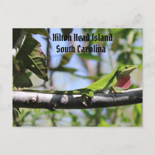 Carte Postale Carolina Anole Hilton Head