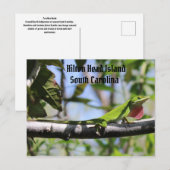 Carte Postale Carolina Anole Hilton Head (Devant / Derrière)