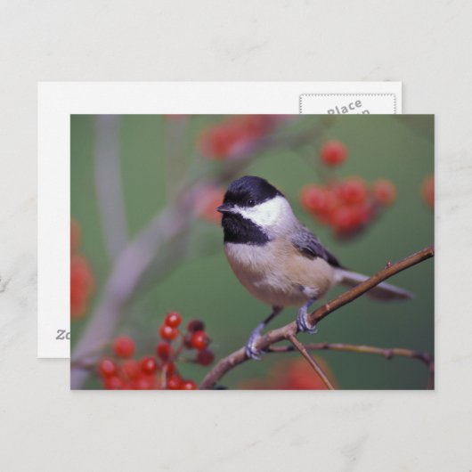 Carte Postale Carolina Chickadee (Devant / Derrière)