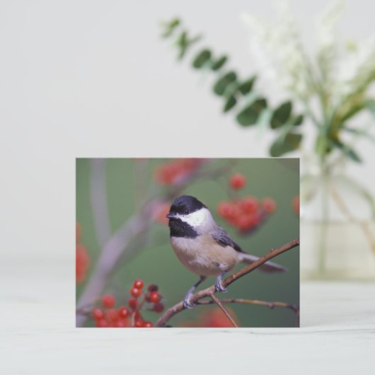 Carte Postale Carolina Chickadee (Debout devant)
