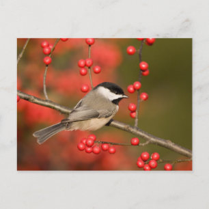 Carte Postale Carolina Chickadee on Common Winterberry Bush