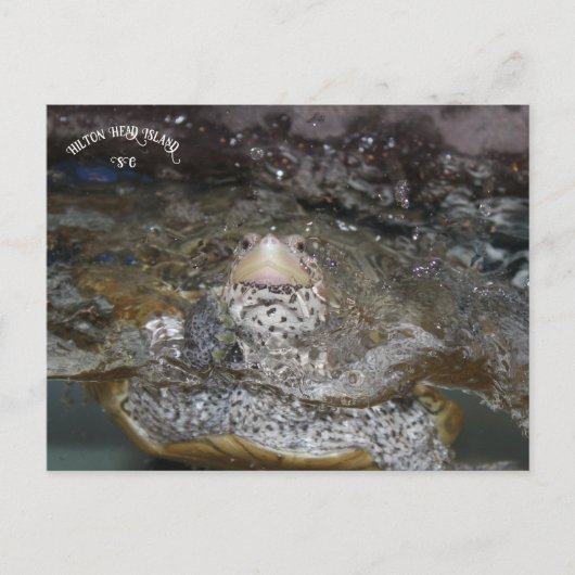 Carte postale Carolina Diamondback Terrapin (Devant)