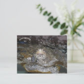 Carte postale Carolina Diamondback Terrapin (Debout devant)