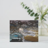 Carte Postale Carolina Diamondback Terrapin (Debout devant)