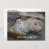 Carte Postale Carolina Diamondback terrapin 2 (Devant / Derrière)