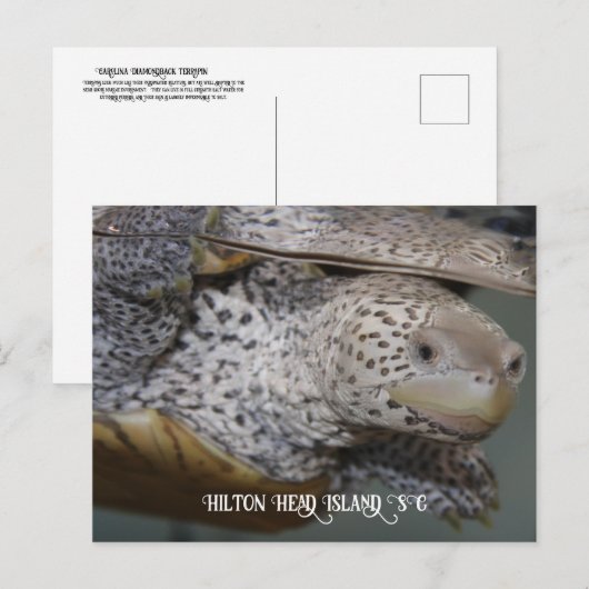 Carte Postale Carolina Diamondback terrapin 2 (Devant / Derrière)