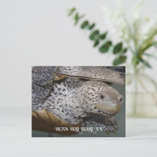 Carte Postale Carolina Diamondback terrapin 2 (Debout devant)