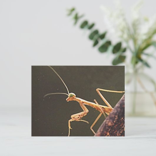 Carte Postale Carolina Mantis (Debout devant)
