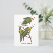 Carte Postale Carolina Parakeet, John Audubon (Debout devant)