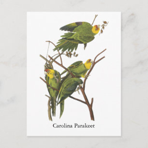 Carte Postale Carolina Parakeet, John Audubon